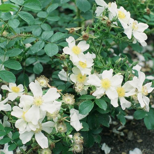 Bílá - Stromková růže s drobnými květy - stromková růže s keřovitým tvarem koruny